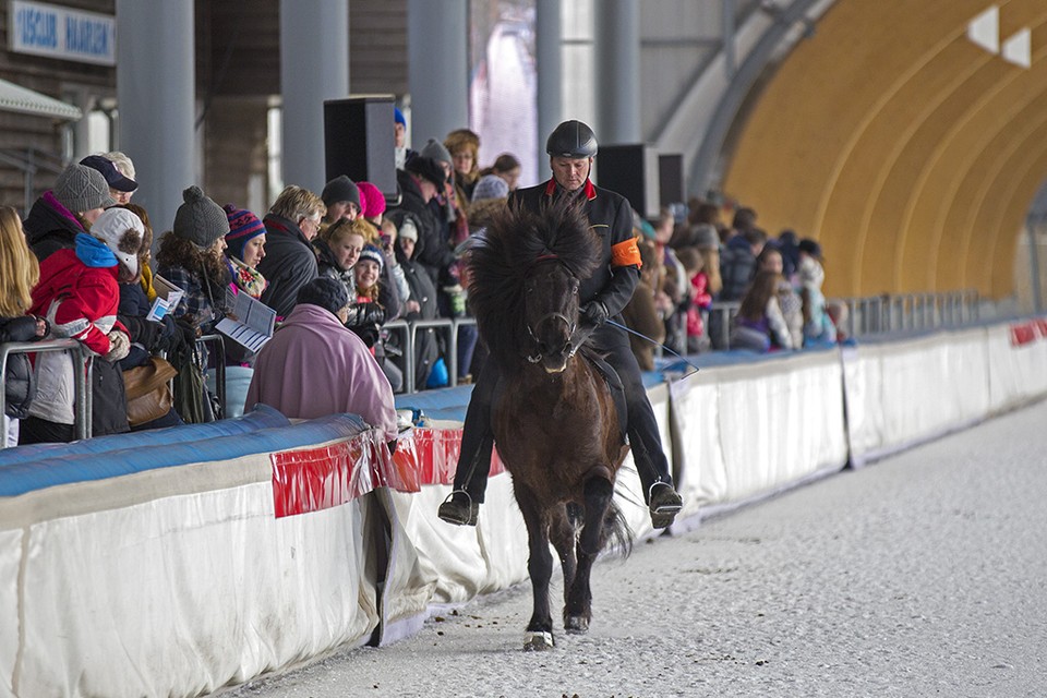 Paarden nemen bezit van Haarlemse ijsbaan tijdens Horses on Ice. Foto: Michel van Bergen