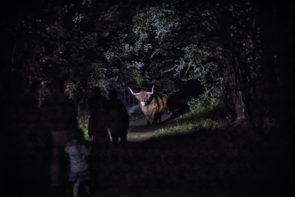 Wandelaars stuiten in het donker op een Hooglander.