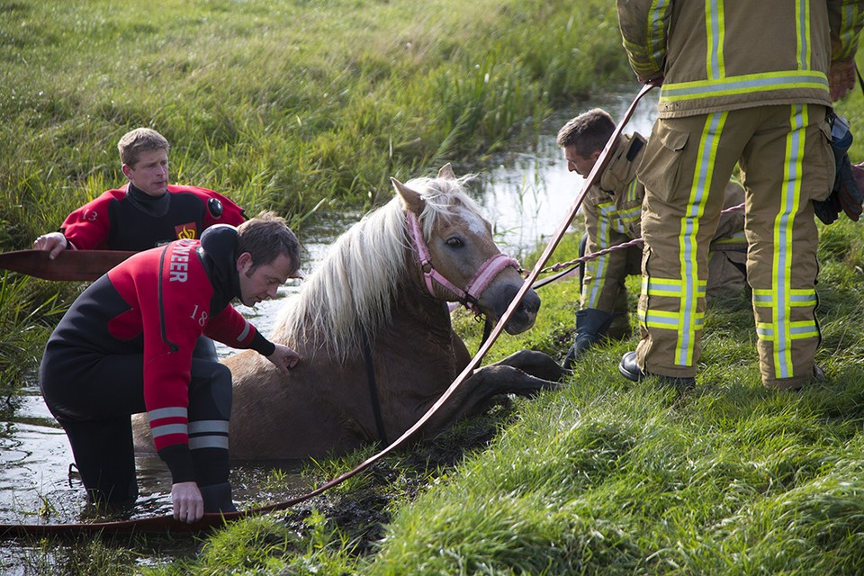 Brandweer haalt paard uit Spaarndamse sloot. Foto Michel van Bergen