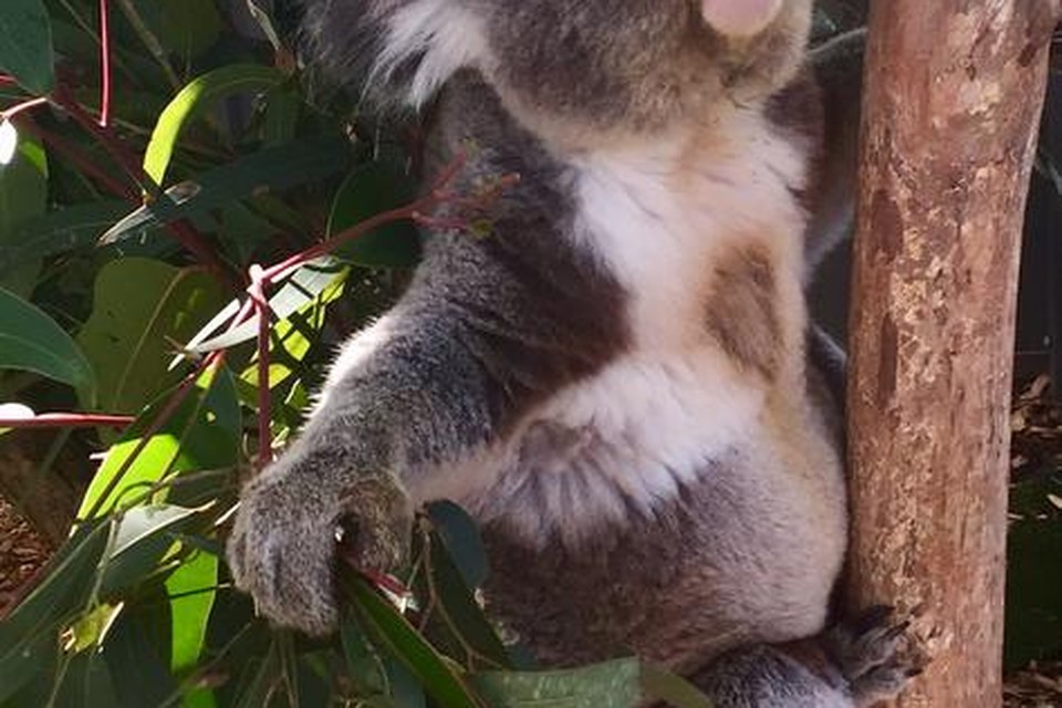 Snoezige koala’s.