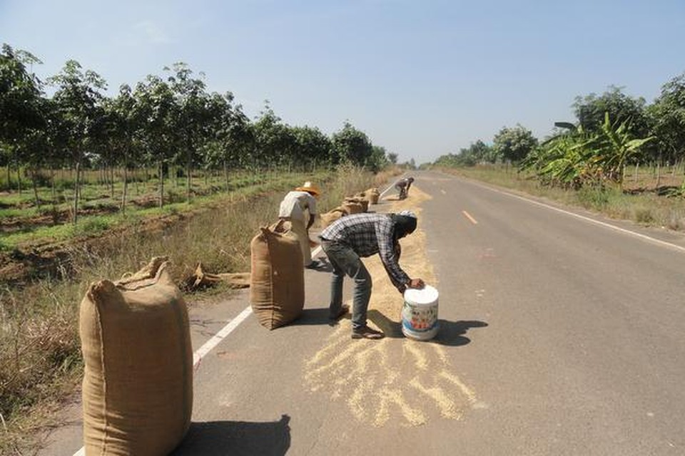 Rijst wordt op de weg te drogen gelegd.
