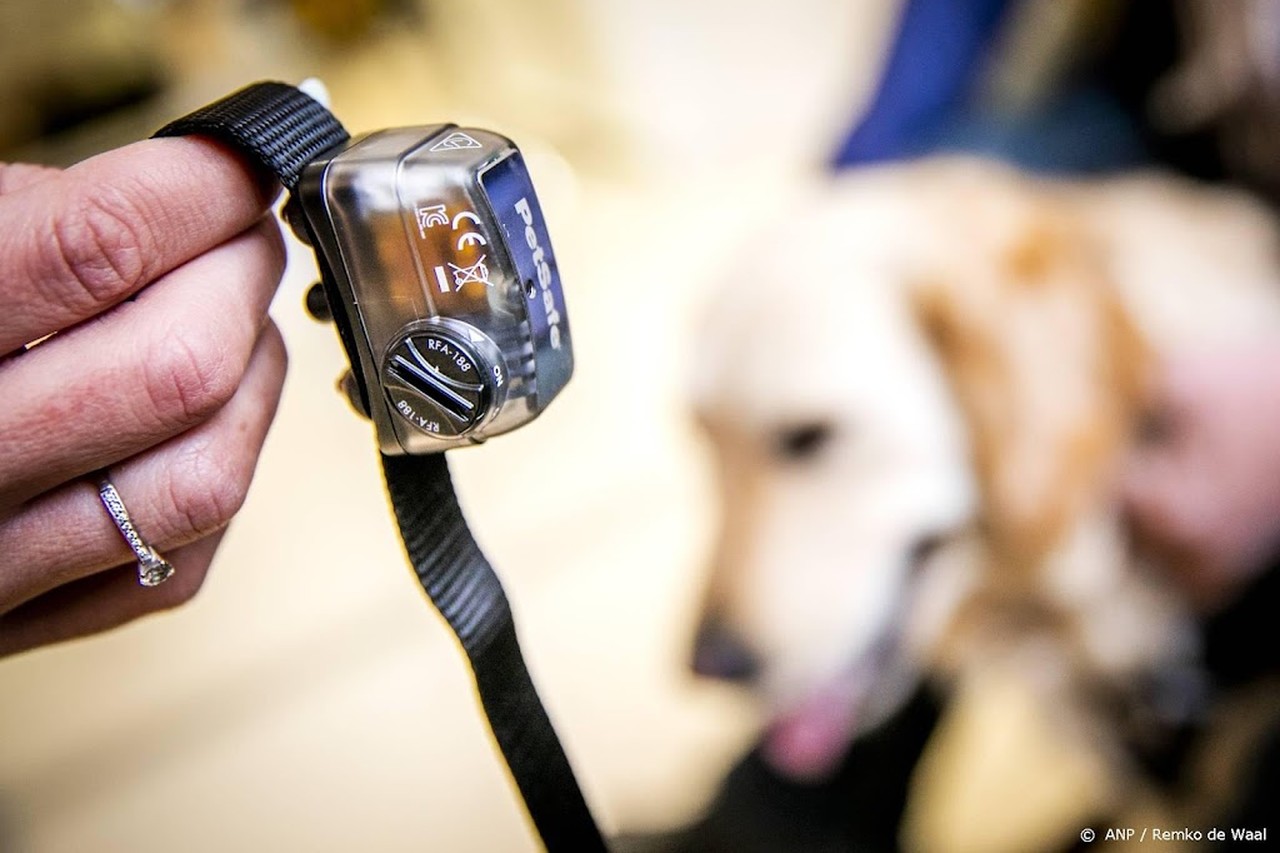 zakdoek Verscherpen straf Minister wil verbod op stroomhalsbanden voor honden in Brussel |  Gooieneemlander