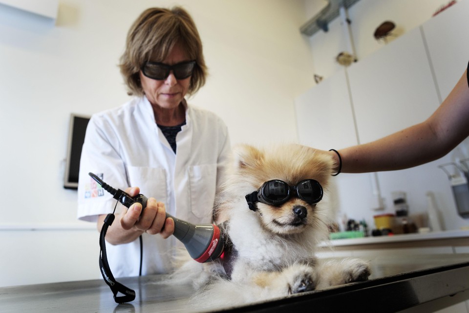 Een hondje krijgt een laserbehandeling tegen onverklaarbare haaruitval.