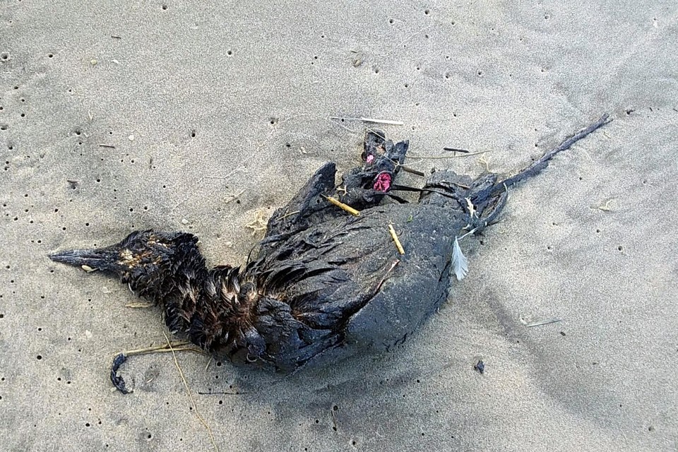 Een dode zeekoet op het strand.