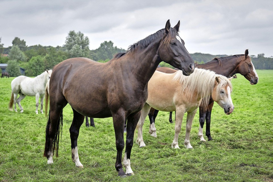 De paarden in de wei van Rutger van der Peet in Vogelenzang. De paarden moeten wellicht wijken.