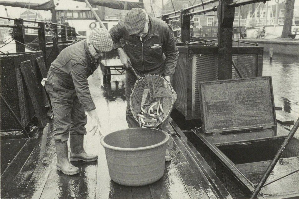 Op het palingvlot van S.W. Balm B.V. in het Spaarne wordt in 1983 levende paling met een visnet overgeheveld vanuit de zogeheten karen naar een plastic ton voor verwerking in de rokerij. Aan weerszijden zijn opgetakelde lege palingkaren zichtbaar.