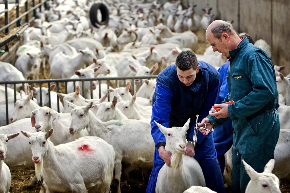 Q-koorts kan worden overgebracht door geiten.
