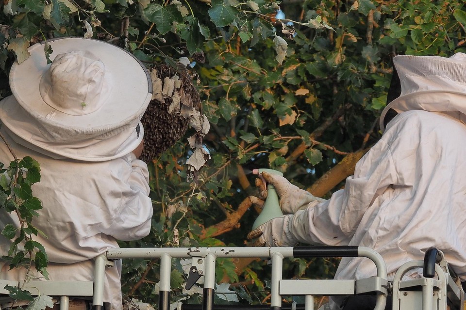 Lemmers haalt bijen uit een tuin aan de Kweekerslaan in Santpoort-Noord zondag.