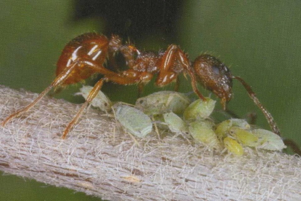 De bladluis heeft vele vijanden, maar wordt beschermd door de mier. 