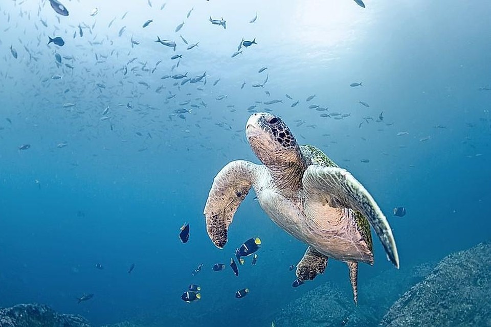 ,,Weinig migraties zijn zo lang als die van zeeschildpadden.”