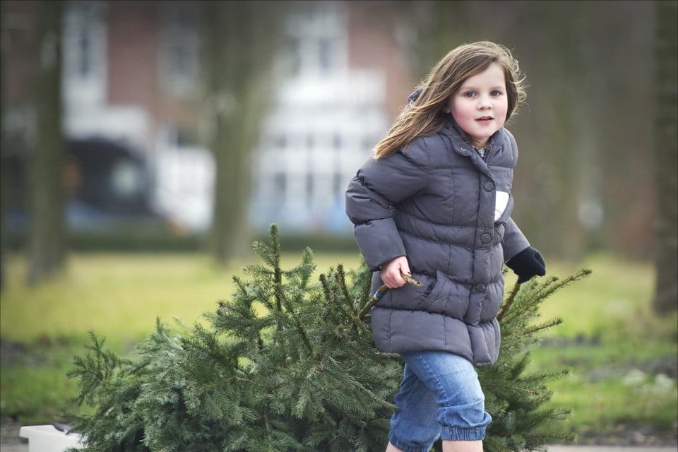 Woensdag kerstboom inleveren in Haarlem. Archieffoto United Photos/Paul Vreeker