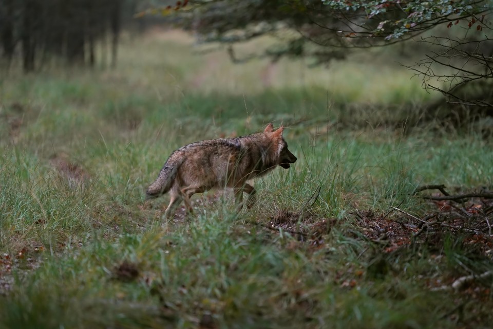 Een wolf op de Veluwe, vastgelegd door natuurfotograaf Otto Jelsma.