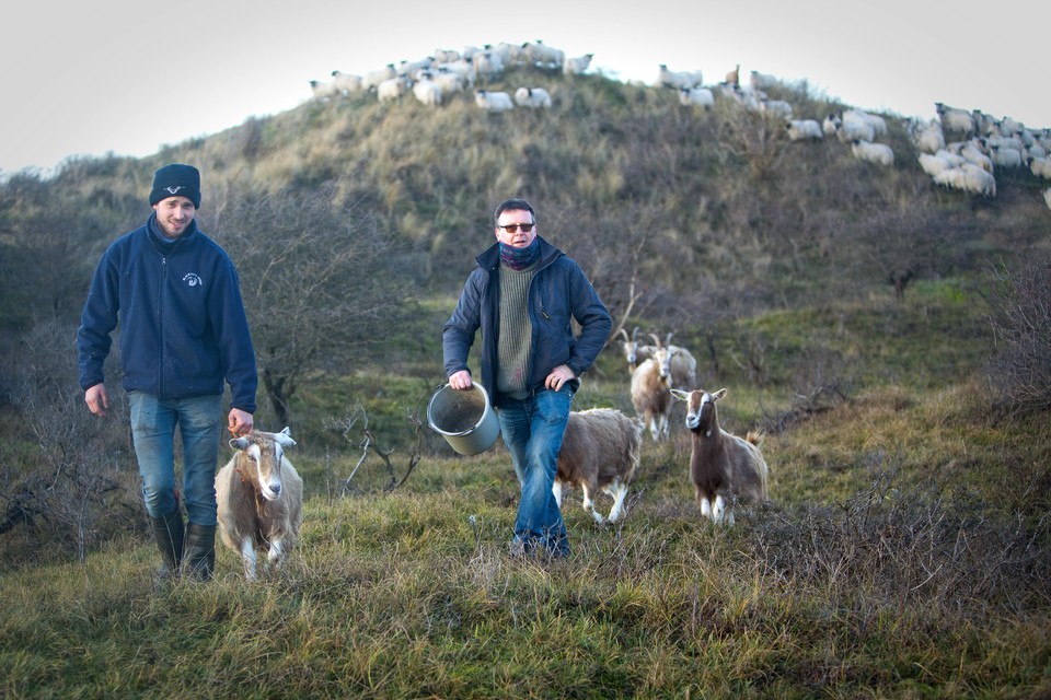 Melvin van den Berg (links) en een vrijwilliger van Crosshill aan het werk tussen de geiten en schapen van het Heemskerks duingebied rond De Kruisberg.