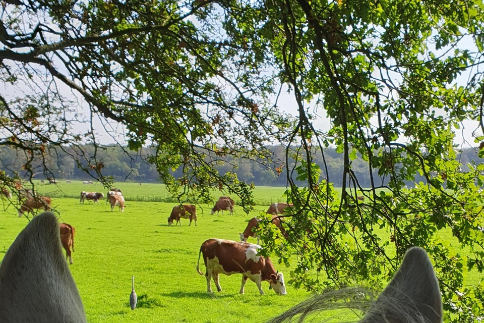 Zicht op de koeien in Vogelenzang.