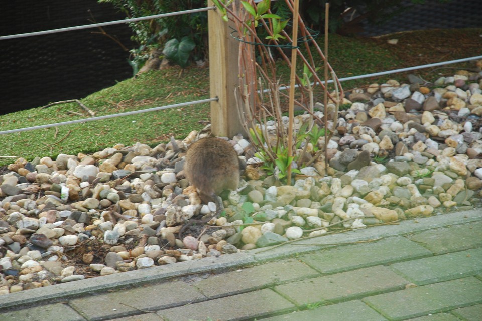 Rat uit de Bussumse Vaart in de tuin van raadslid Bob Henzen.