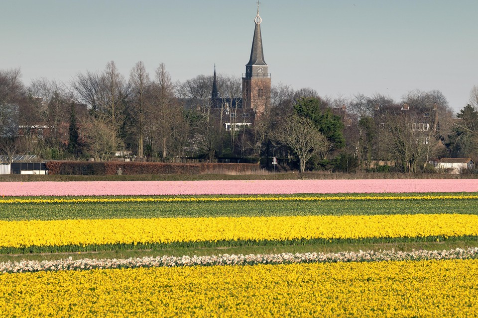 Langs de Veenenburgerlaan in Hillegom bloeien de narcissen en hyacinten.