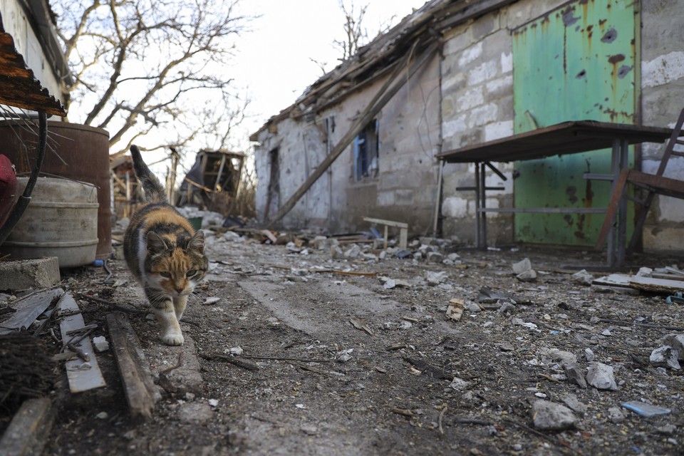 Een kat loopt door het kapotgeschoten Tamarchuk, een dorp nabij Charkov.