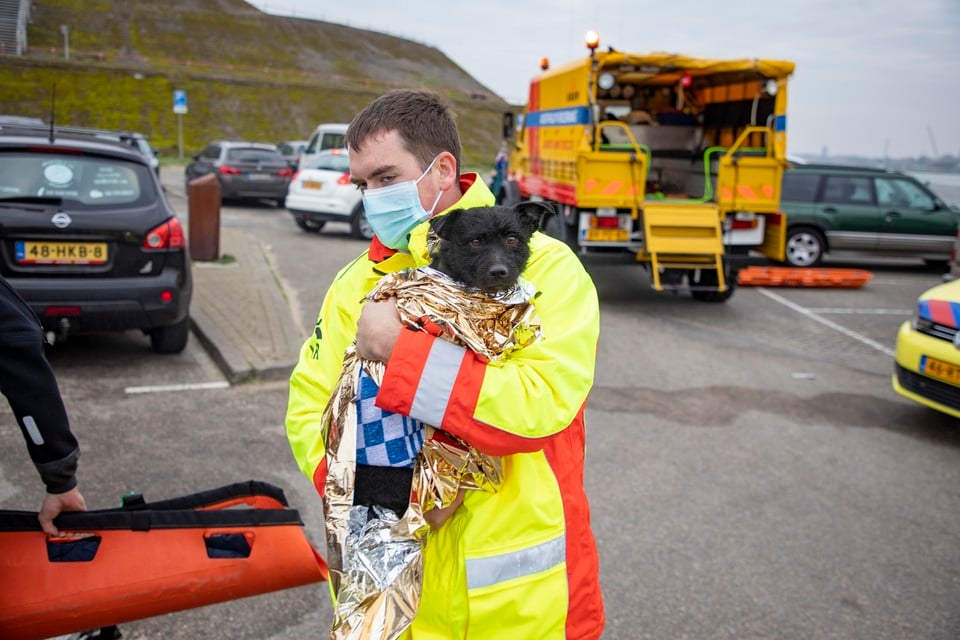 Een hondje dat eind 2020 werd gered na een val van de Noordpier.