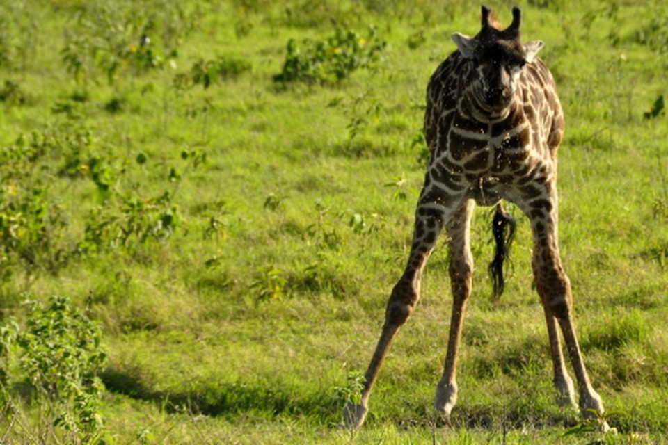 Drinkende giraffe in Arusha National Park. (Foto: Bob van Huët)
