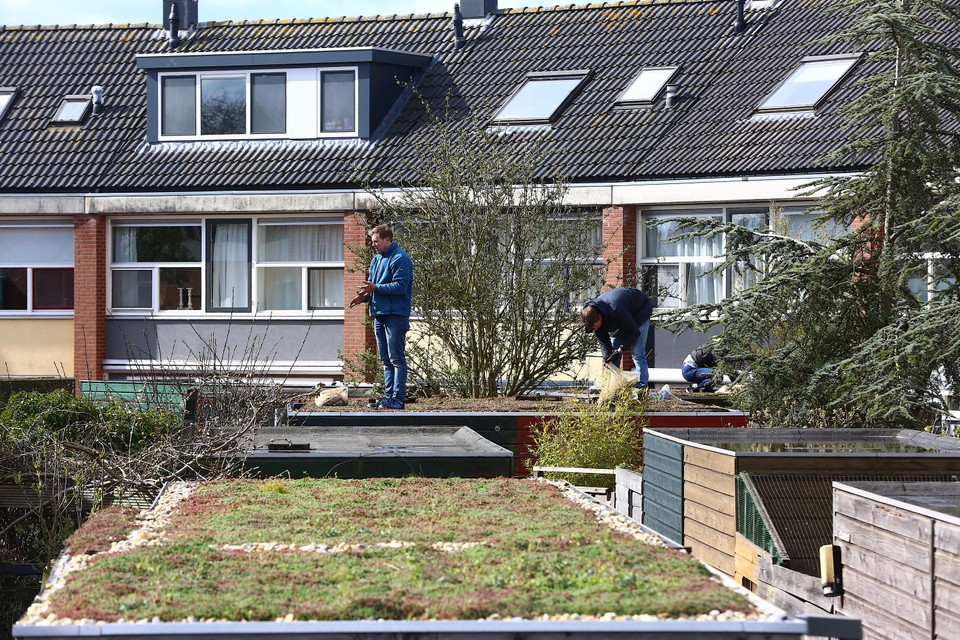 Langzaam wordt het dak een stuk groener