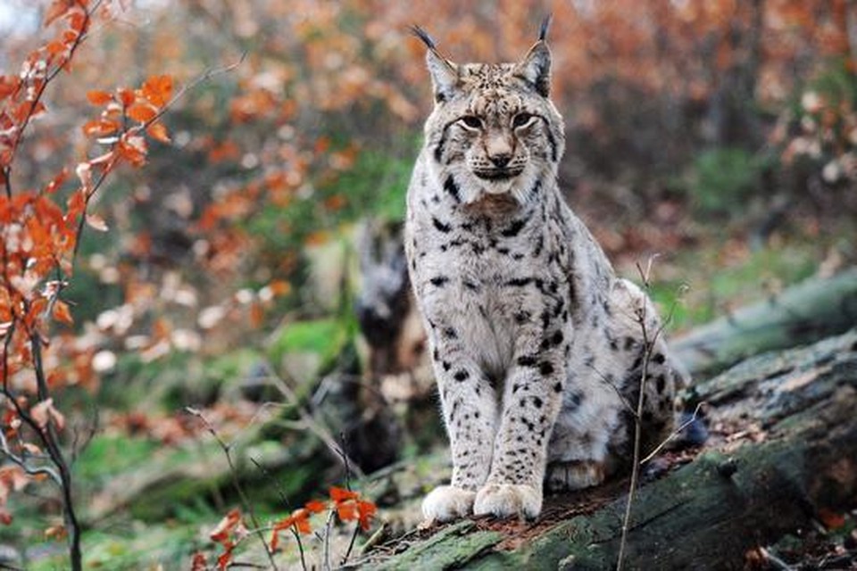 Wilde lynx.