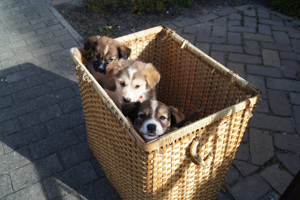 Puppies achtergelaten bij Brugrestaurant in Hoofddorp