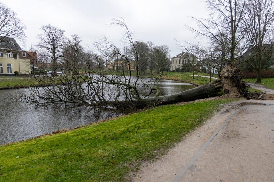De monumentale beuk ligt in het water van de Kloppersingel na een zware storm, februari 2022.
