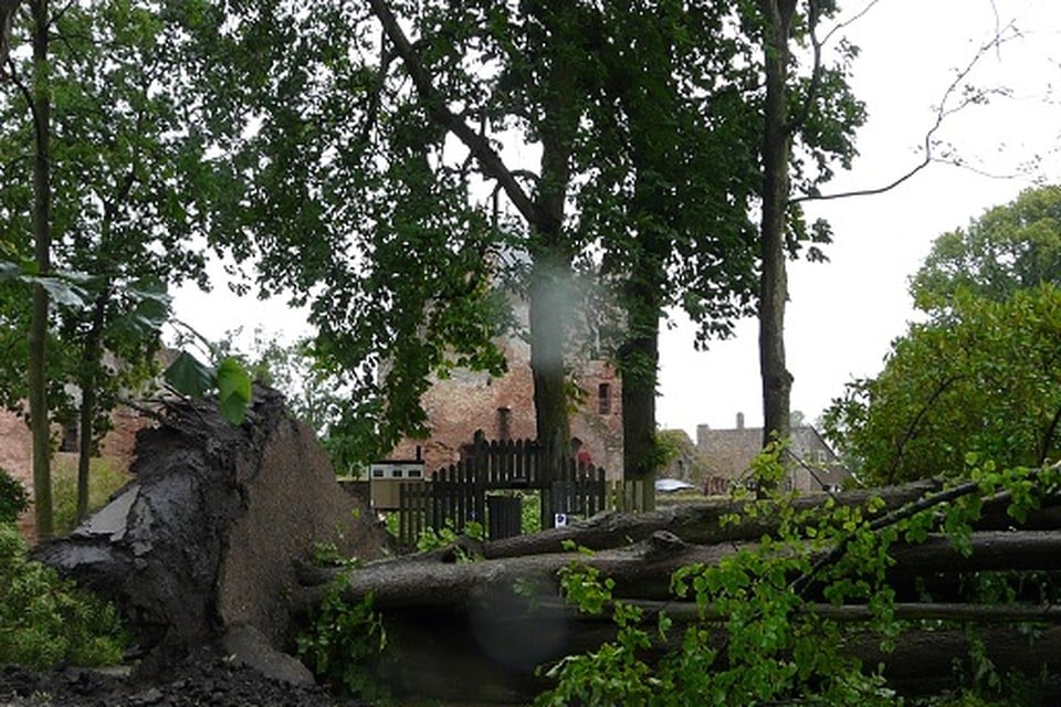 Omgewaaide boom bij de Ruine van Brederode
