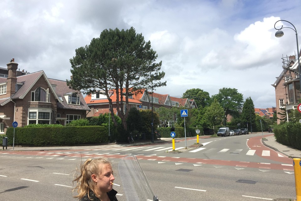 De beeldbepalende den op de hoek Julianalaan-Zijlweg waarvoor een kapvergunning is aangevraagd en verkregen.