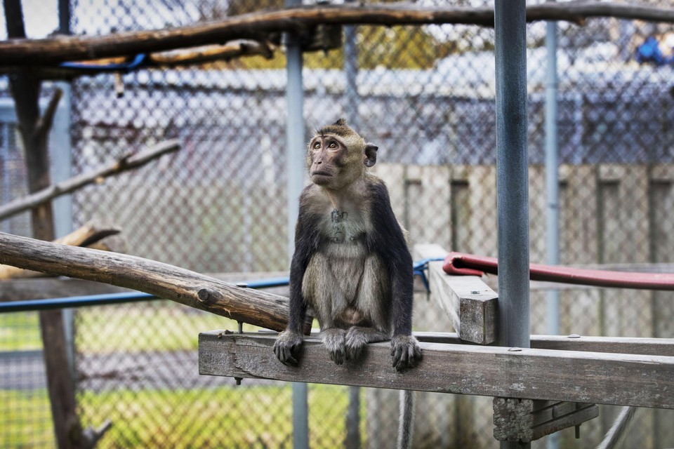Ook apen worden voor coronaonderzoek gebruikt, in onder meer Rijswijk.