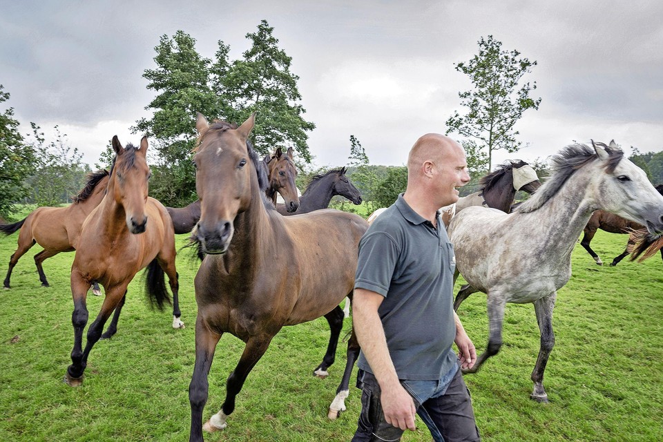 Rutger van der Peet van Stal ’s-Gravenweg tussen de paarden op de wei.