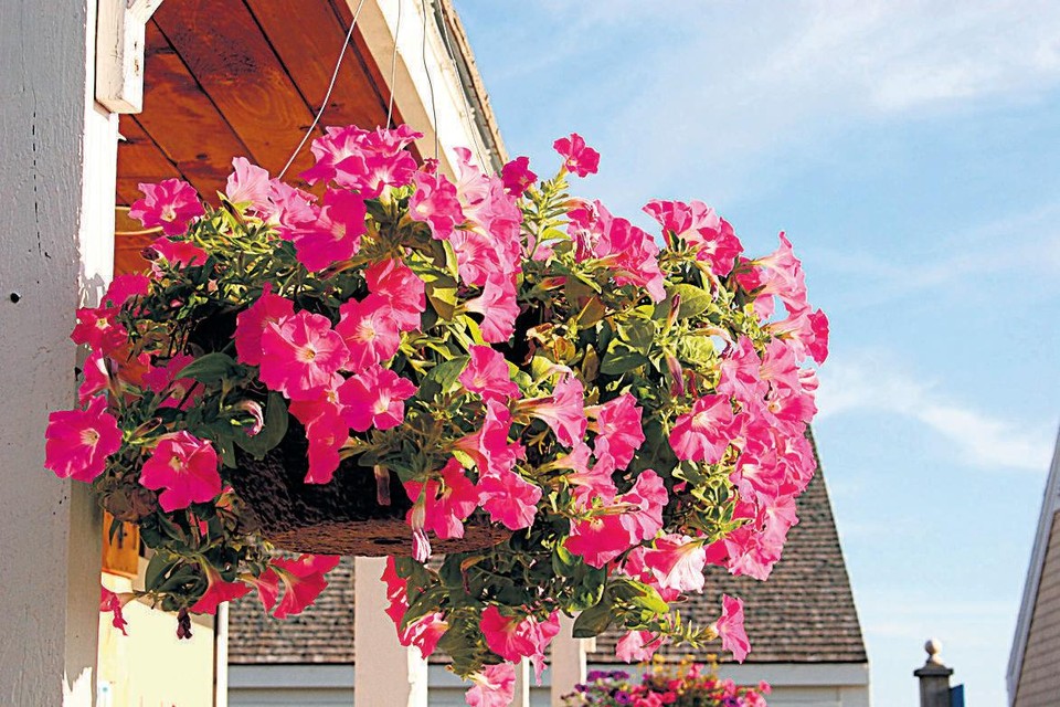 Een hanging basket met petunia.