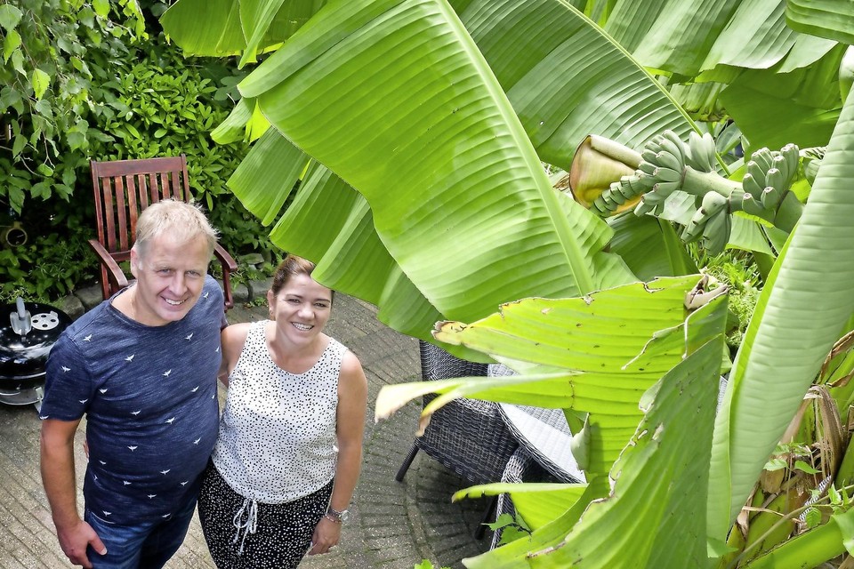 Arnold en Elizabeth Dekker bij hun bananenboom in de achtertuin.