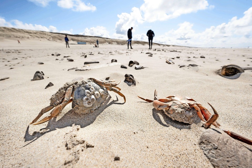 Op het strand van Katwijk, in de richting van Wassenaarseslag, zochten zondag veel liefhebbers naar bijzondere zeedieren.