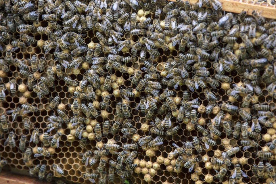 Bijen houden wordt steeds populairder.