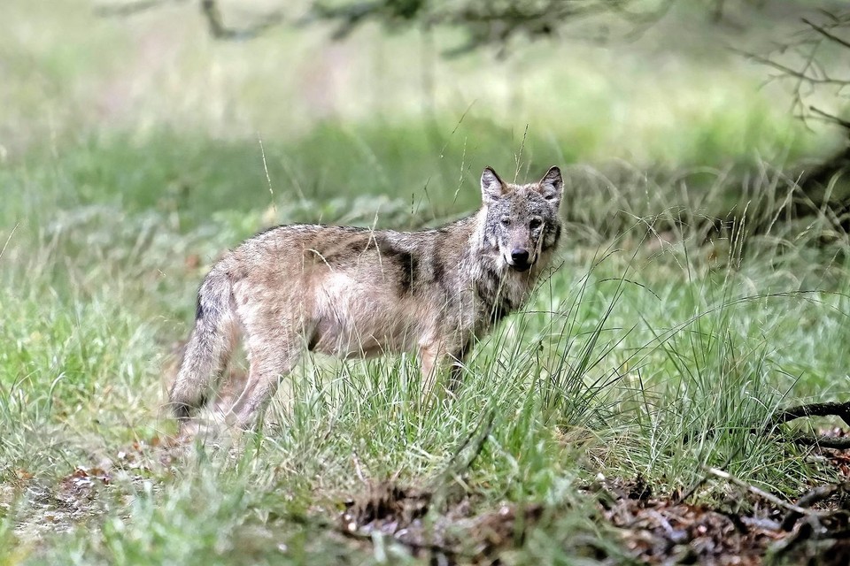 Een van de Veluwse wolven.