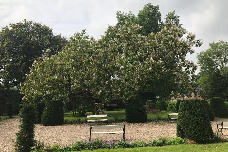 De trompetboom bij Boom en Bosch, de tuin bij het gemeentehuis in Breukelen.