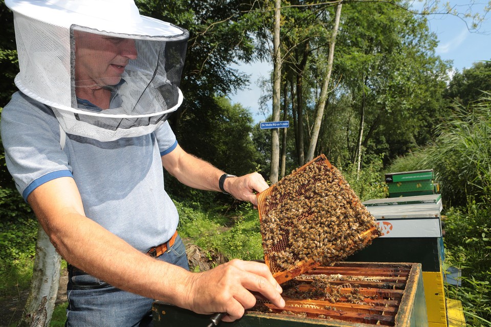 Imker van het Mediapark Ben Bus zegt dat het best lekker gaat met de Hilversumse bijenvolken.
