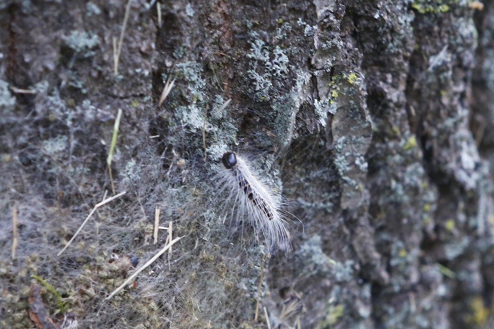 Eikenprocessierups bij een nest op een boom in Huizen.