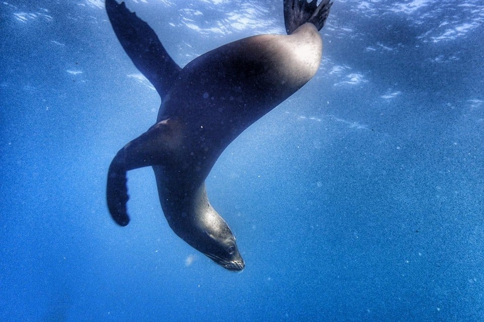 De dieren hebben het goed op en rond de Galapagoseilanden.