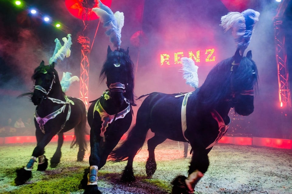 Friese paarden in het circus.