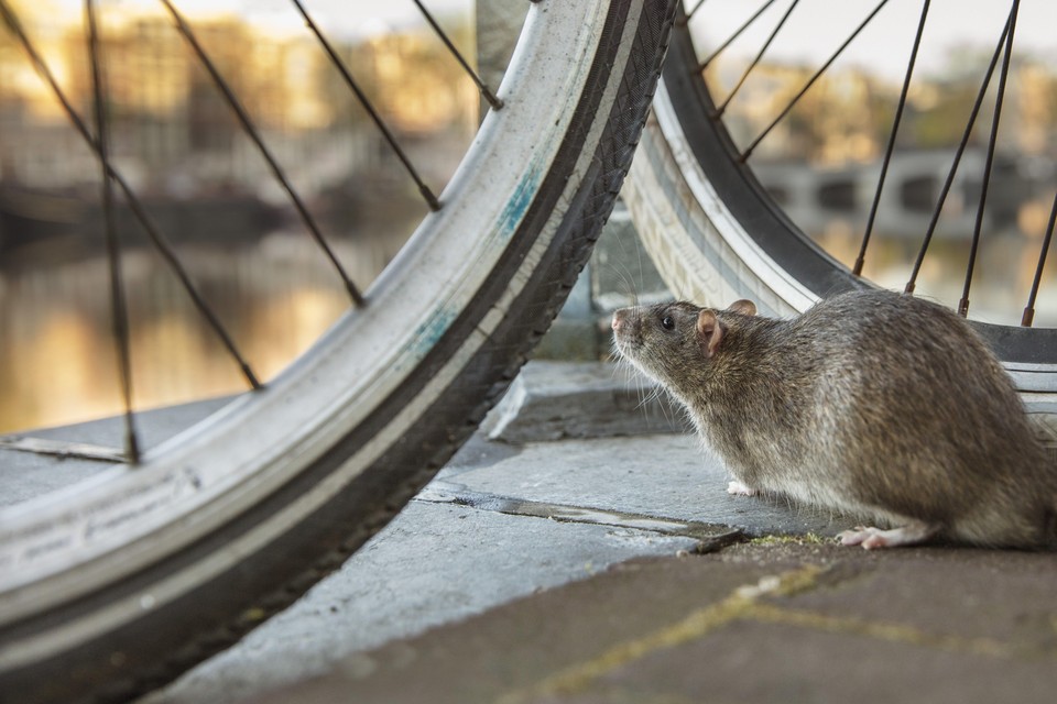 Een bruine rat, de meest voorkomende rattensoort in steden