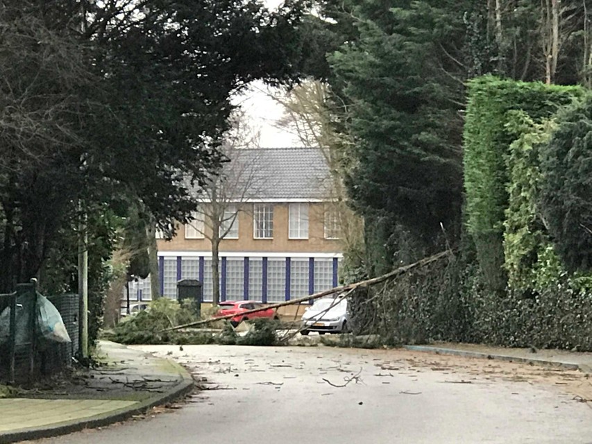 Omgevallen boom aan de Ter Hoffsteedeweg in Overveen.