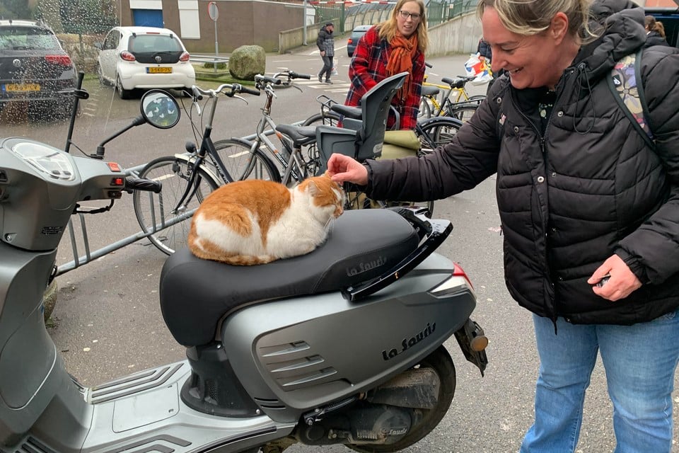 Zondag lag de kat te relaxen op een scooterzadel voor de ingang van Jumbo.