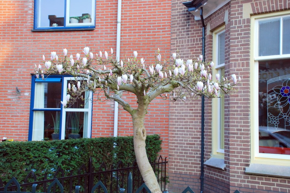 Magnolia. Fpto DPD
