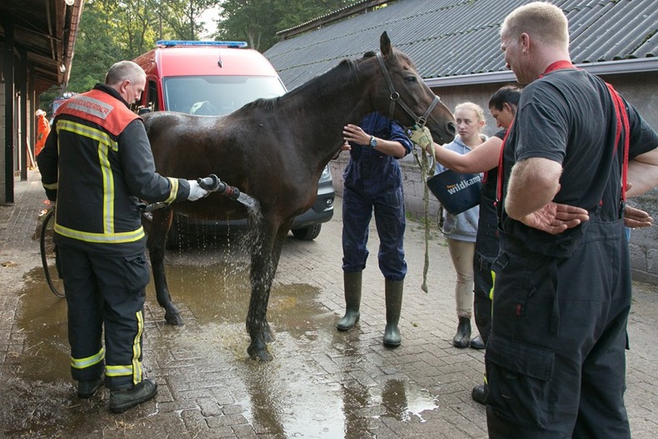 Paard gered uit gierkelder in Lage Vuursche. Foto Caspar Huurdeman
