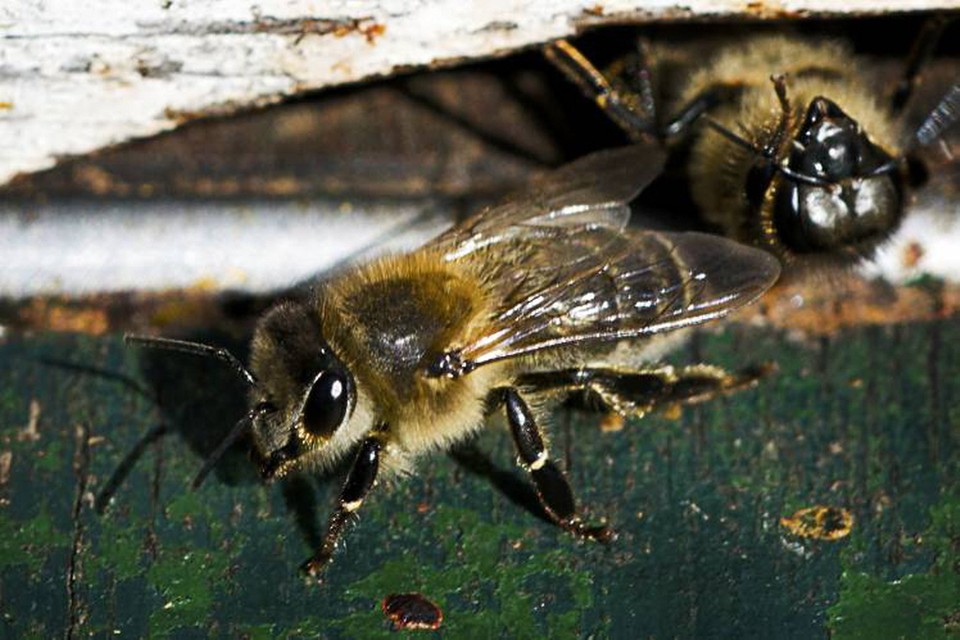 Soester 'gemeente-bijen' produceerden 17 potjes honing. Foto: Archieffoto HDC Media