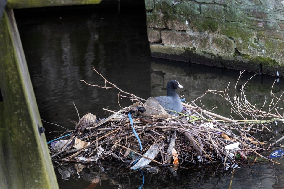 Meerkoet op een nest van takken en zwerfvuil onder de brug van de Amsterdamse Poort.