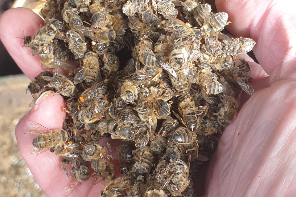 Imker Pim Lemmers heeft een handvol dode bijen vast