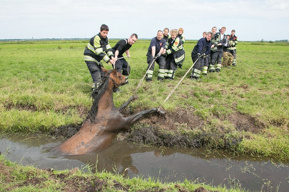 Brandweer Eemnes redt paard uit sloot. Foto Caspar Huurdeman